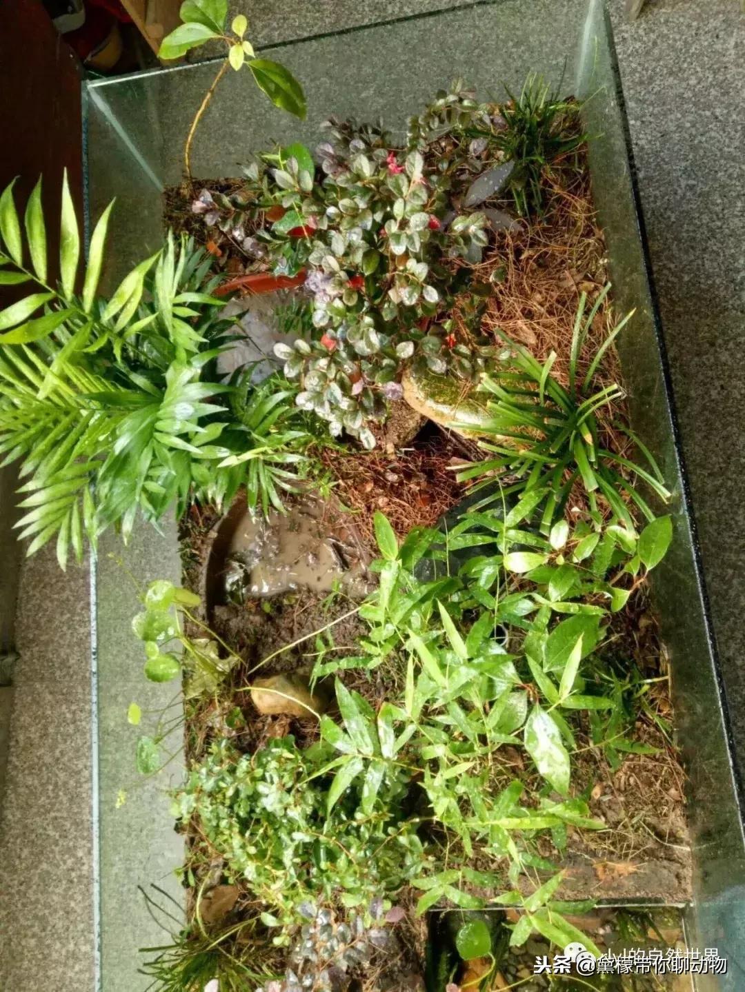 丛林造景黄缘龟池设计图大全,龟宝宝黄缘龟生态缸造景教程