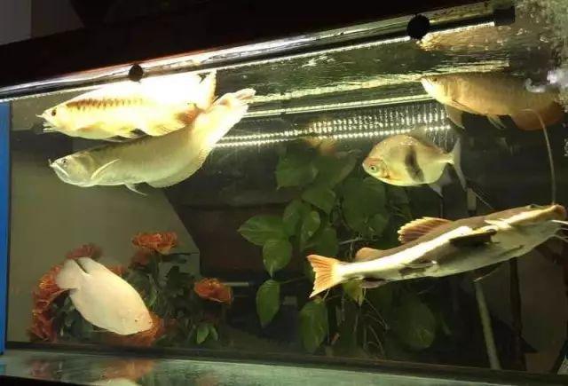 龙鱼一般混养几条好,混养龙鱼的正确方法