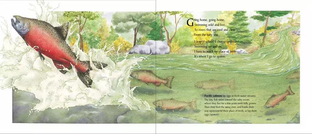 给孩子的自然故事绘本,讲给孩子的自然科普绘本