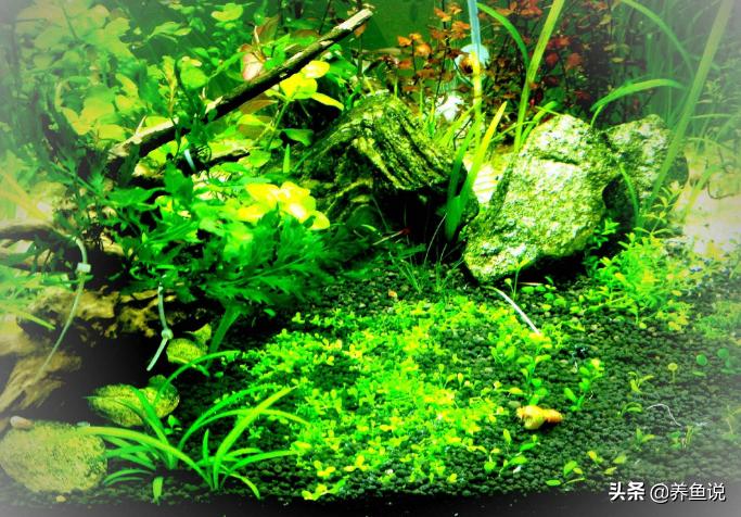 水草缸用什么灯比较好,水草缸用什么灯合适