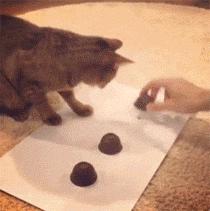 辟谣!猜杯子游戏,猫为什么总能选中有小球的那个?靠隐藏技能?