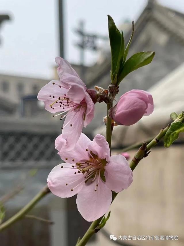 五一期间呼市多个场馆免费开放吗,呼和浩特市区内免费参观的场馆