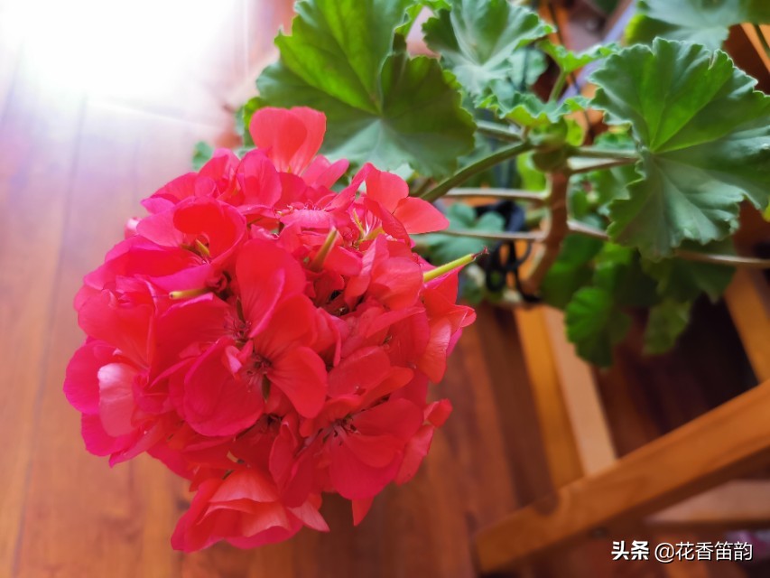 绣球花300字作文,300字散文美文摘抄