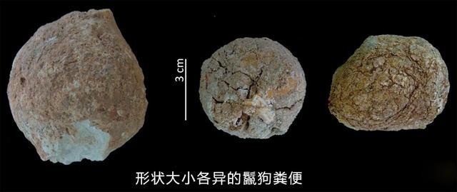 被误解的鬣狗,被误解最深的动物鬣狗