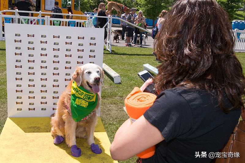 狗狗飞球比赛世界纪录,美国狗狗选美大赛