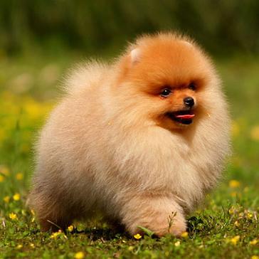 世上最罕见的狗品种图片,全世界狗品种视频