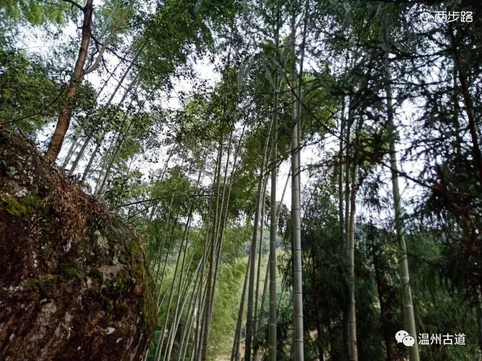 温州茶山红枫古道,浙江温州永嘉红枫古道