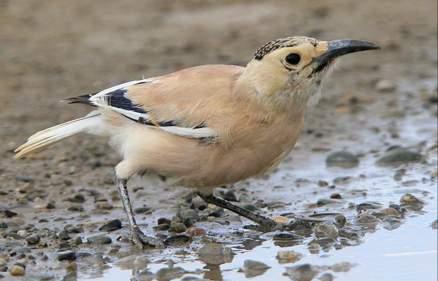 东江揽胜,惠州淡水常见鸟类图谱
