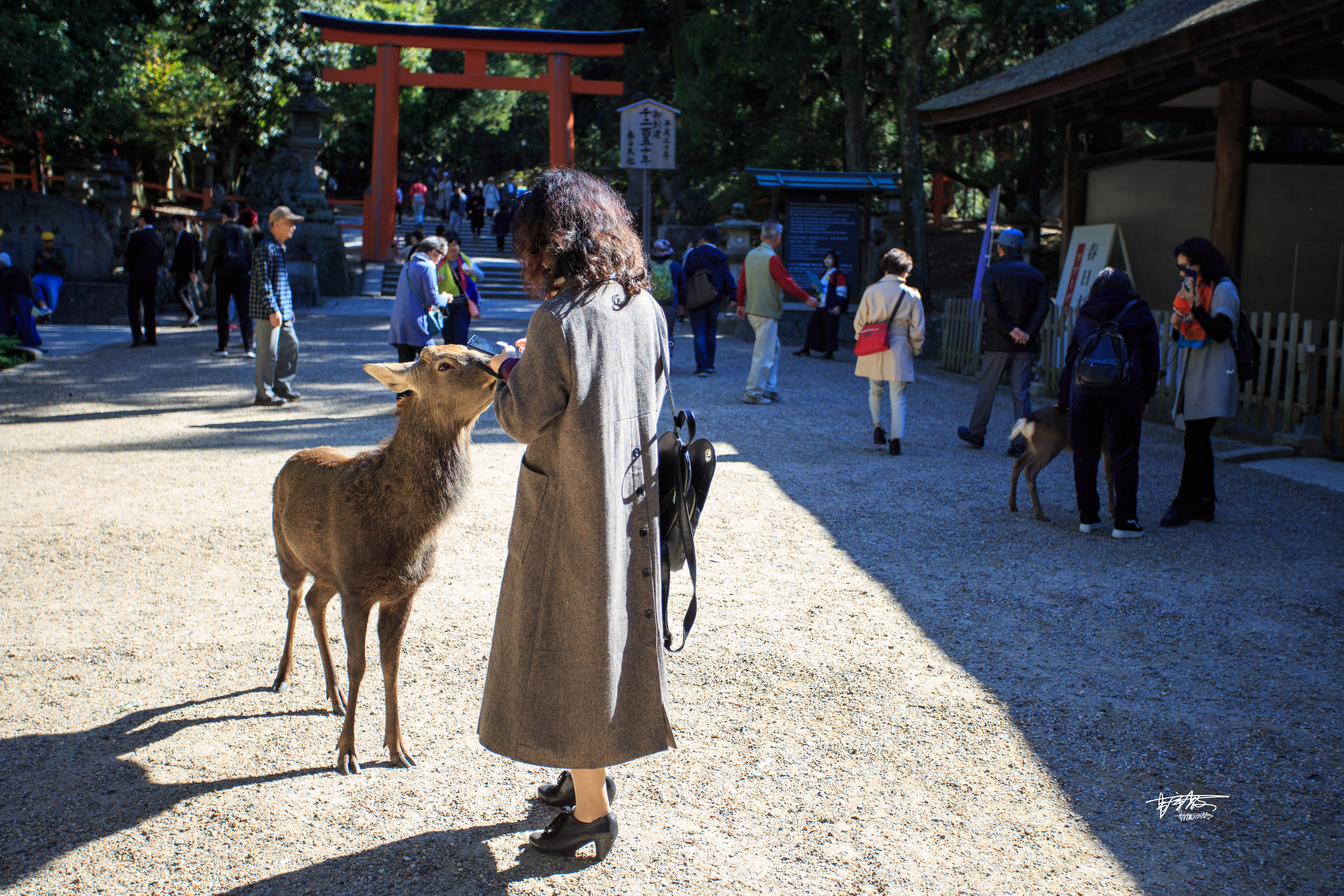 网红打卡景点奈良,日本奈良10大网红打卡景点