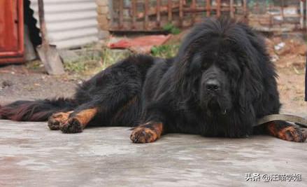 藏獒和金毛能生出来狗狗吗,金毛和藏獒生的崽叫啥