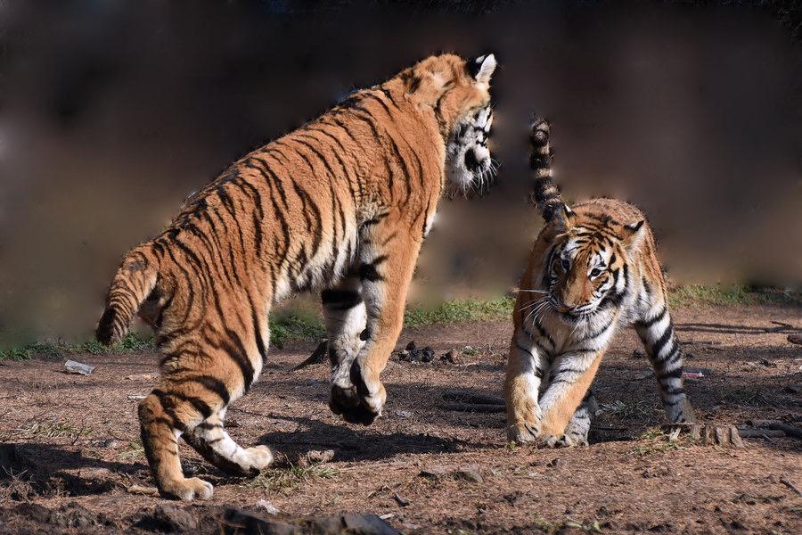为什么老虎和狮子的争论那么大,为什么很多人认为老虎打不过狮子