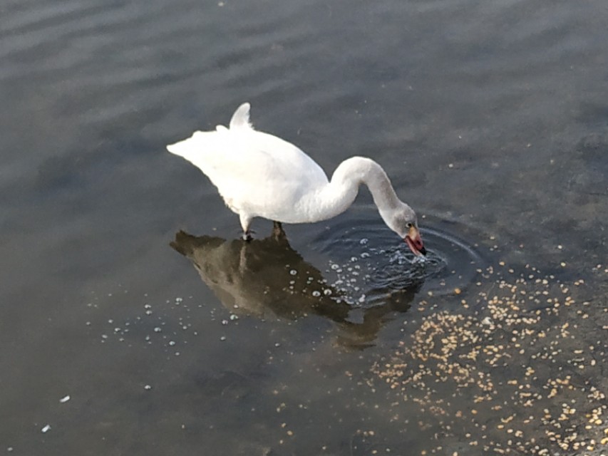 小天鹅灰,小天鹅灰鹅