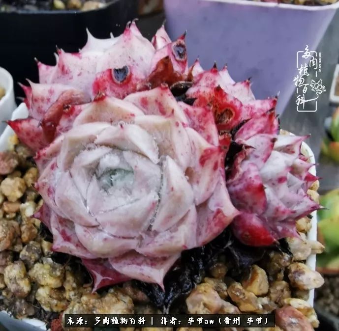 有多少次的会心一笑，全因多肉！那是一种心间流出的甜