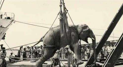 被判死刑的大象玛丽,大象为什么会被人绞死