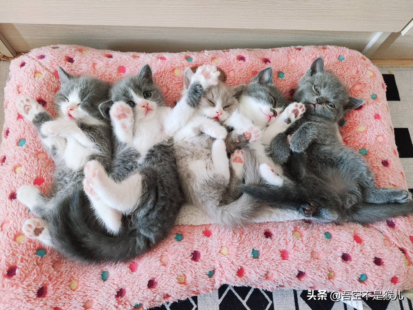 猫咪生的时候有什么需要注意的,公猫咪术后快速恢复的注意事项