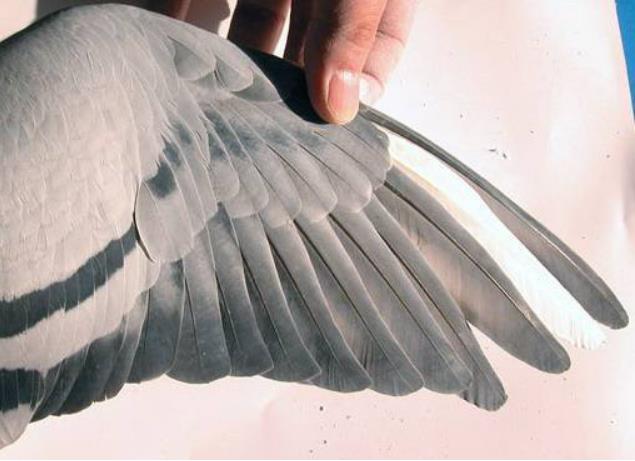 赛鸽换羽最快的方法,赛鸽训放技巧和方法