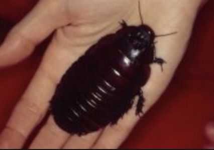 澳洲男子养宠物,澳洲男子养袋鼠做宠物