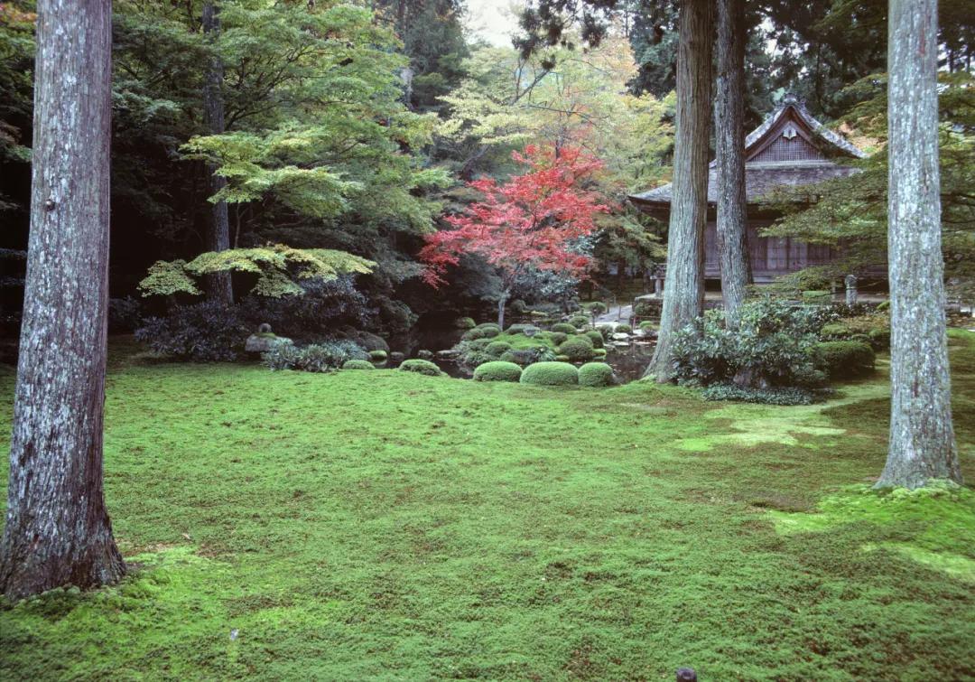 吃毒菇、睡蛇窝，只为挖一堆草，这个重庆博士要做当代神农