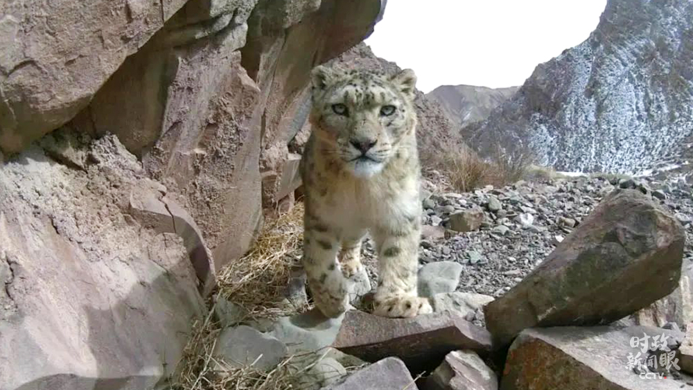 时政新闻眼丨从青海湖到牧民村，习*平近**紧盯重要部署如何落实