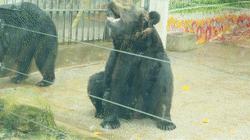 熊出没熊大熊二旅游,熊出没之熊大熊二乐园