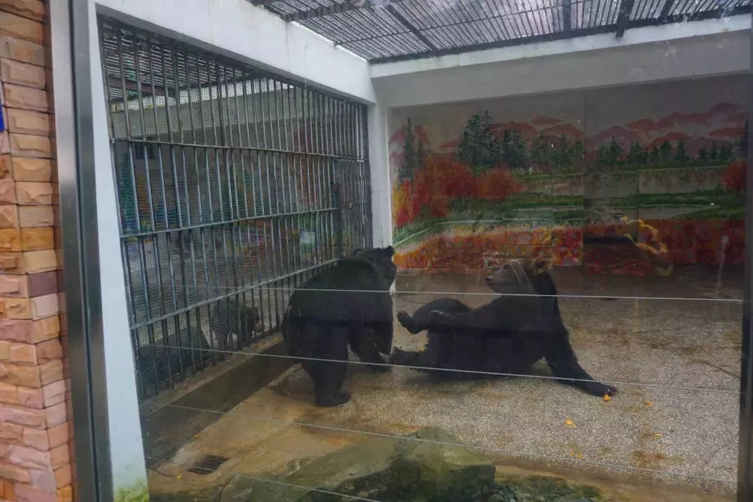 熊出没熊大熊二旅游,熊出没之熊大熊二乐园