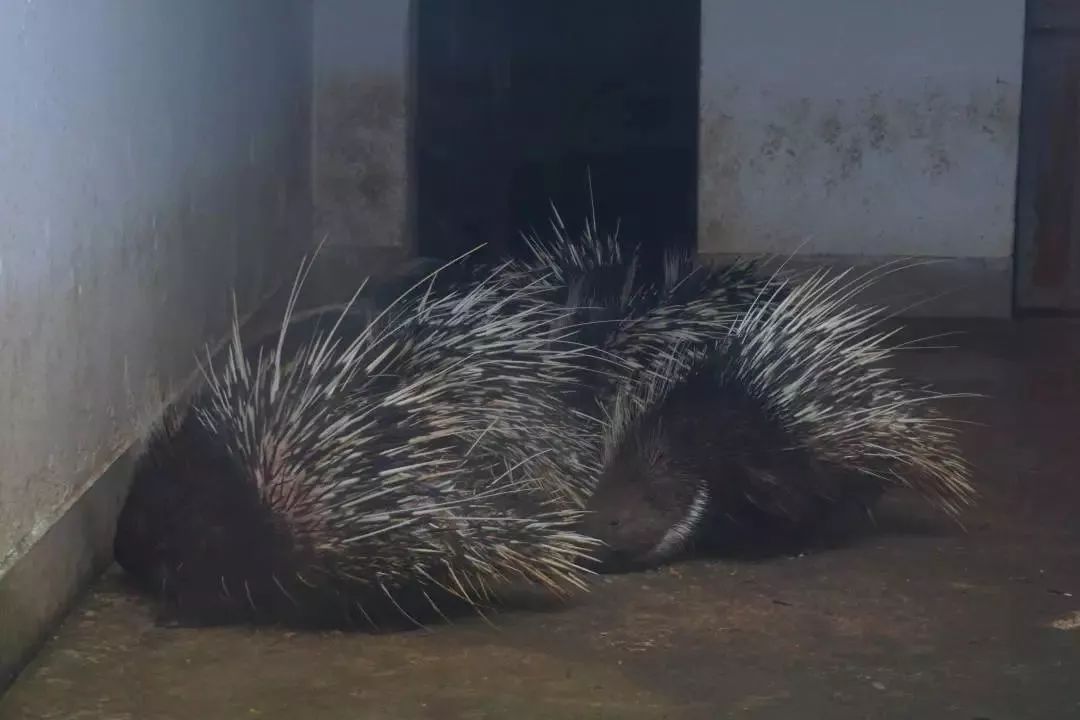 熊出没熊大熊二旅游,熊出没之熊大熊二乐园