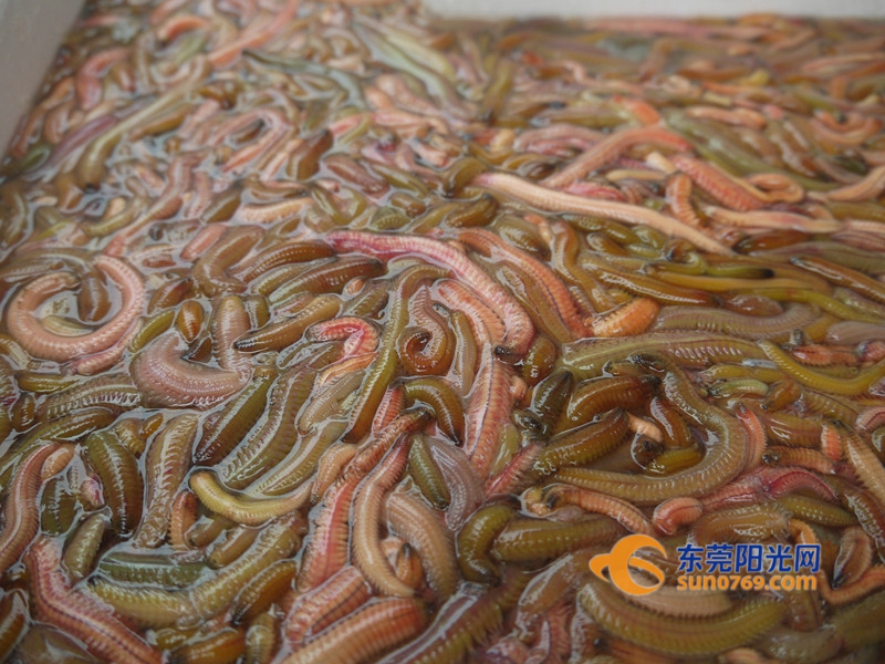 东莞“天价”虫子上市样子丑却是抢手宝