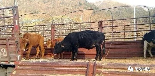 牛撞人责任划分,牛撞人谁的责任