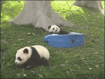 老外到底多喜欢熊猫,老外看中国大熊猫