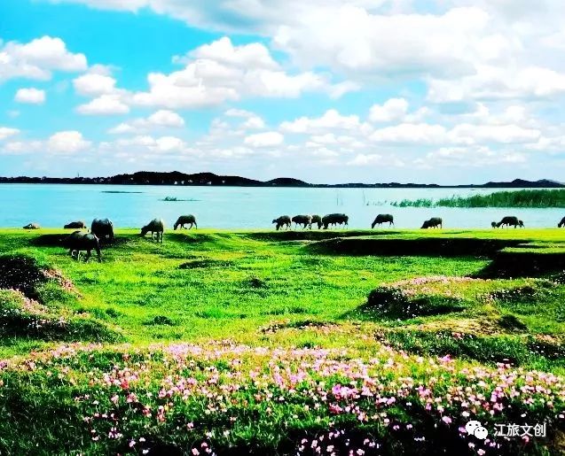 鄱阳湖大草原帐篷展,鄱阳湖国家湿地公园最新视频