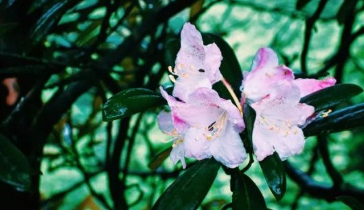 一周全国景区网络评价报告,三清山旅游评价