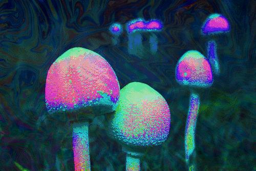 「能说英语」吃seehandgreen（见手青）吗？会看见小人人的那种