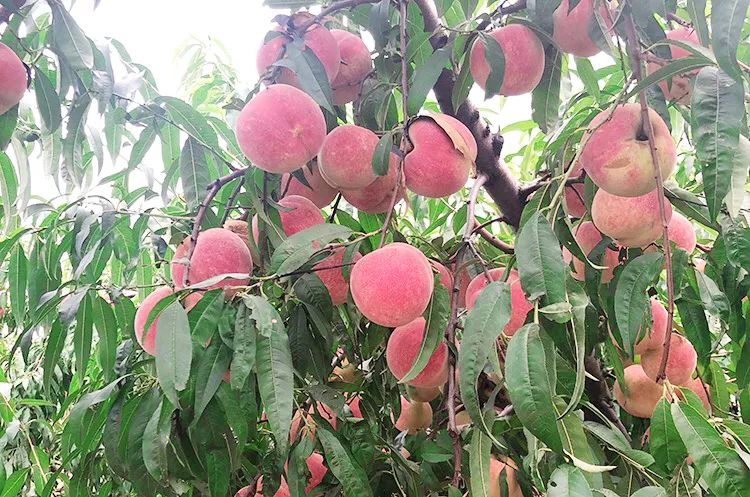 金秋红蜜桃打破吉尼斯世界纪录,金秋红蜜吉尼斯世界纪录