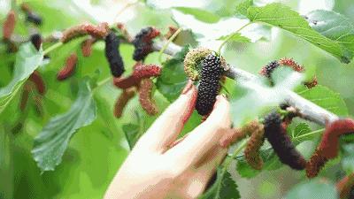 AreYouReady~~~第六届桑果紫酒节火爆来袭！采桑葚，赏演出，如此“葚”好！