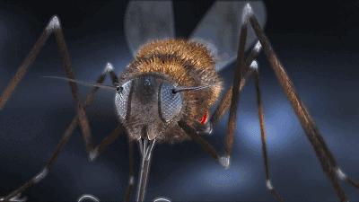 日本蚊子驱蚊神器,夏天灭蚊必备好物