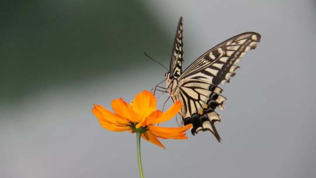 100条国学经典语录及讲解,一本书看懂国学经典语录