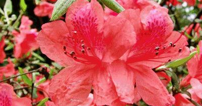 六安月亮岛未来10年规划图,六安市月亮岛在建工程