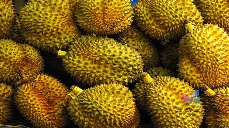 人们对榴莲的气味会有不同感受,为什么不同人闻榴莲味道不同