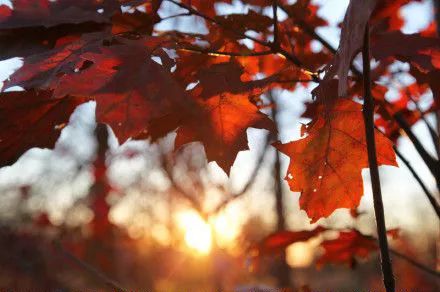 重阳节的过节故事,小时候重阳节的故事