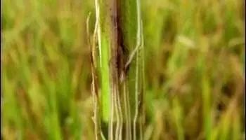 病毒感染发热出汗是好事还是坏事,晚上发热出汗是病毒感染的嘛