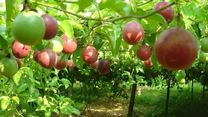 威宁电商助力乡村振兴,宜良电商助农乡村振兴