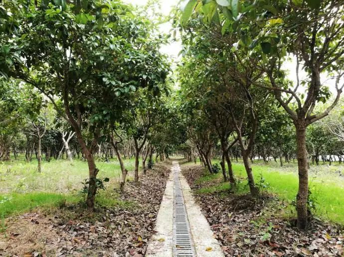 去有香味的地方,去有桂花的地方