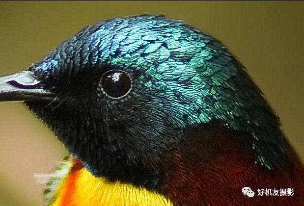 清晰度和锐化对比图,清晰度和锐化两个都需要调整么