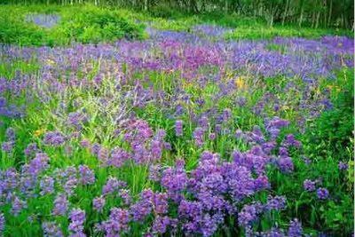 泰国治癣的药膏排行榜,泰国治疗皮肤癣的药膏
