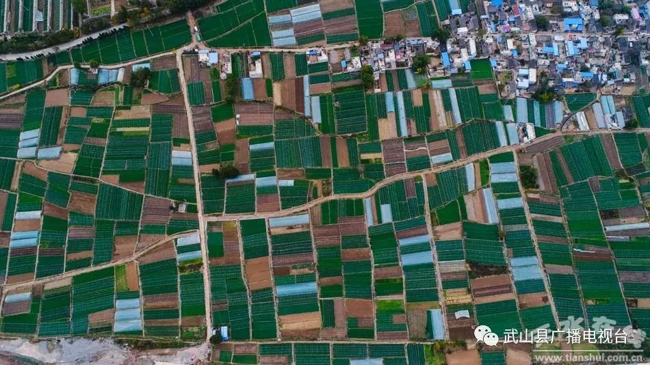武山县的蒜苗今年价格,武山郭家庄大丰收挖蒜苗
