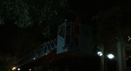 清溪找马蜂,东莞清溪马蜂