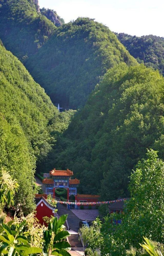 北方最大的银杏林在哪里,中国最大面积的银杏树林在哪里