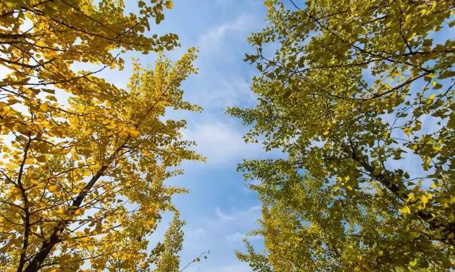 北方最大的银杏林在哪里,中国最大面积的银杏树林在哪里