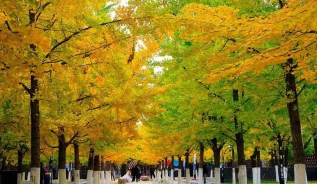 北方最大的银杏林在哪里,中国最大面积的银杏树林在哪里