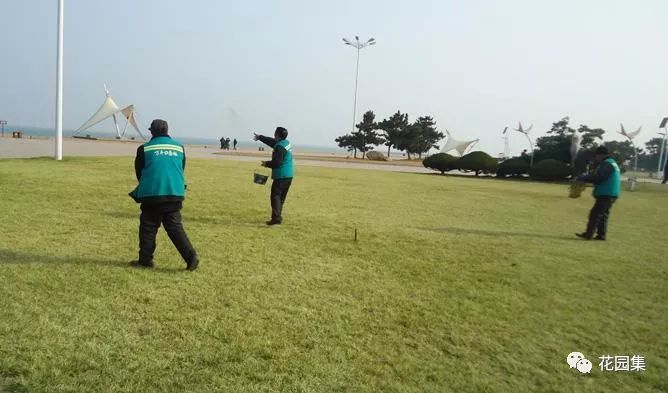 公园草坪怎么养护效果最好,公园草坪管理养护